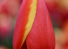 Tulipa World's Favourite ® (4)